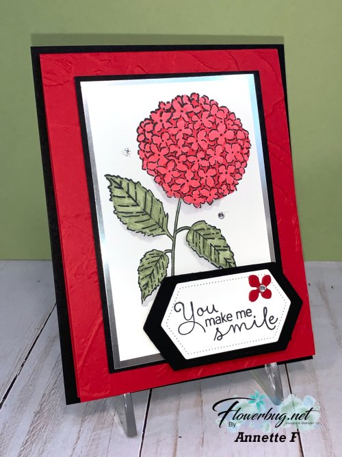 Feb Annette Hydrangea 