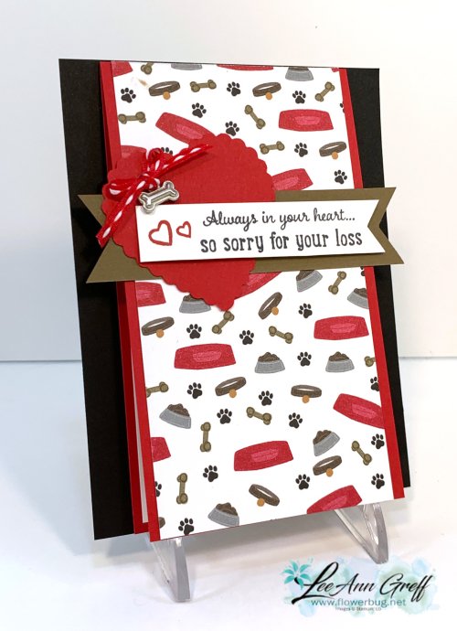 Playful Pets close up Playful Pets close up