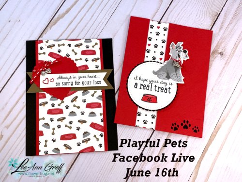 Playful Pets close up Playful Pets close up